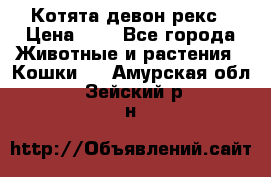 Котята девон рекс › Цена ­ 1 - Все города Животные и растения » Кошки   . Амурская обл.,Зейский р-н